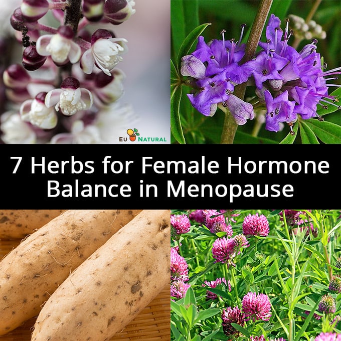 7 Top Herbs to Balance Your Hormones Naturally