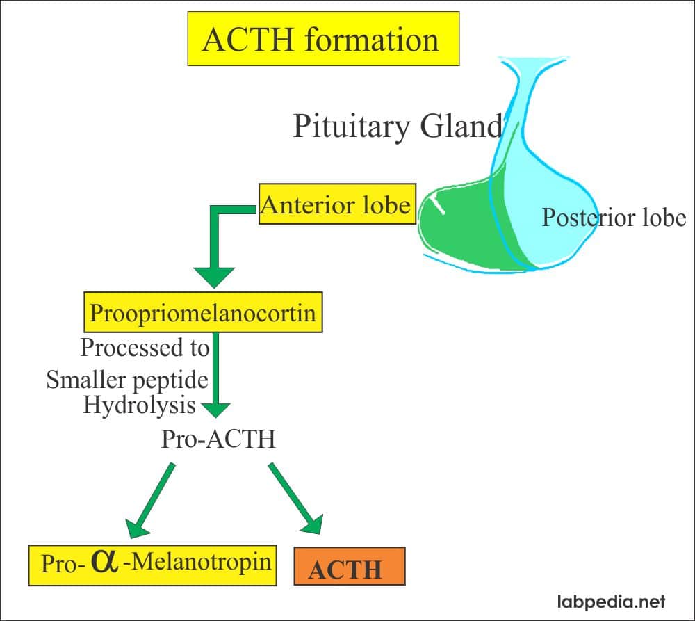 ACTH (Adrenocorticotropic Hormone), Cushings Syndrome  Labpedia.net
