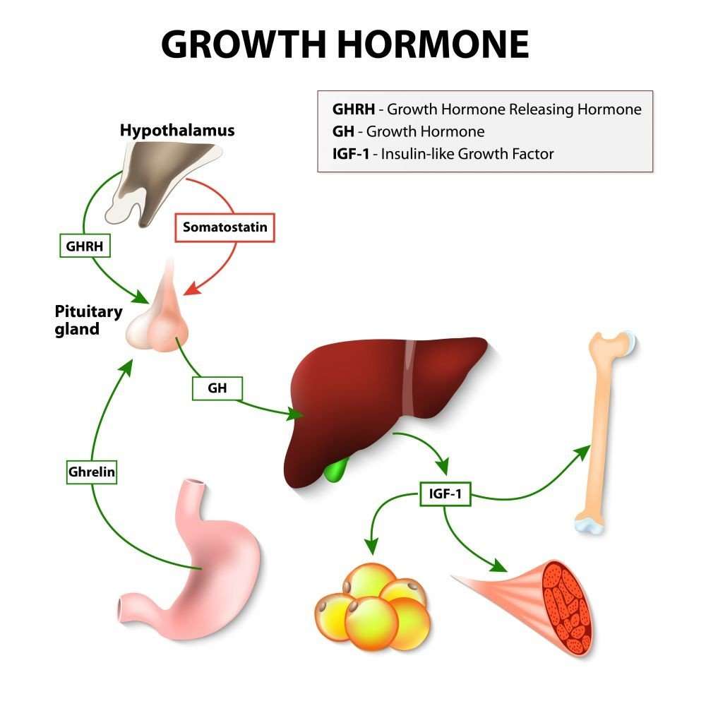An Introduction to Growth Hormone Treatment