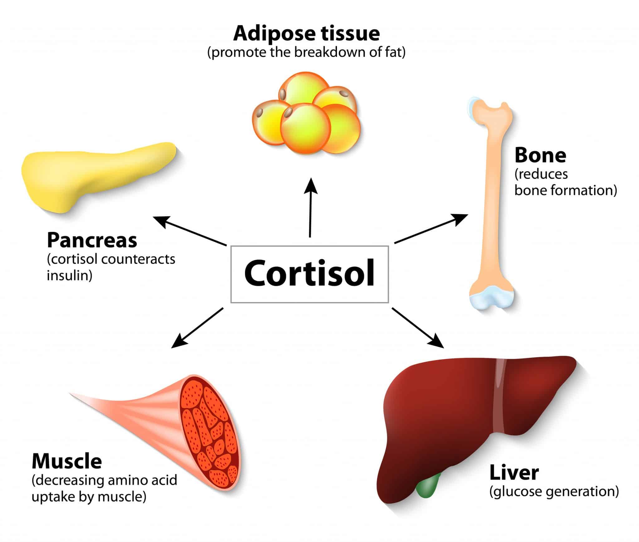 Cortisol and Diabetes: Is there a Hormonal Connection?