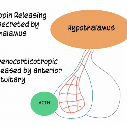 Endocrine System: ACTH (Adrenocorticotropin Hormone)