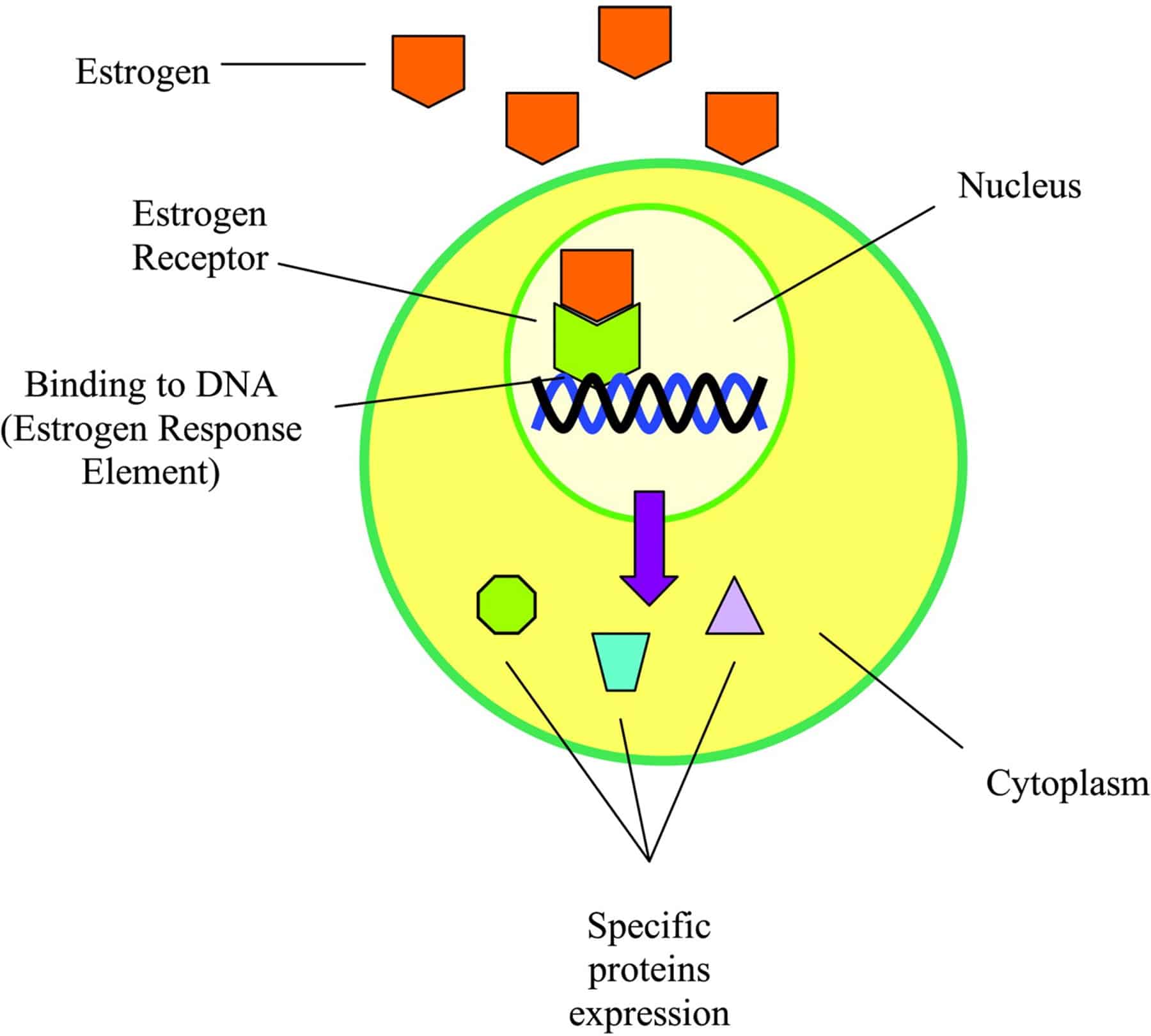 Epigenetic Information and Estrogen Receptor Alpha Expression in Breast ...