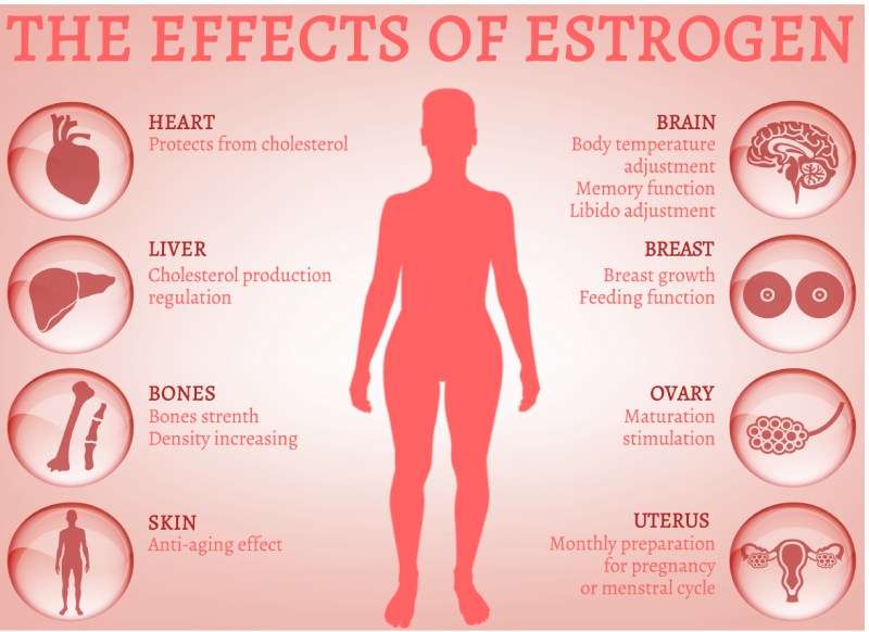 Estrogen: Does it Affect Female Sex Drive?