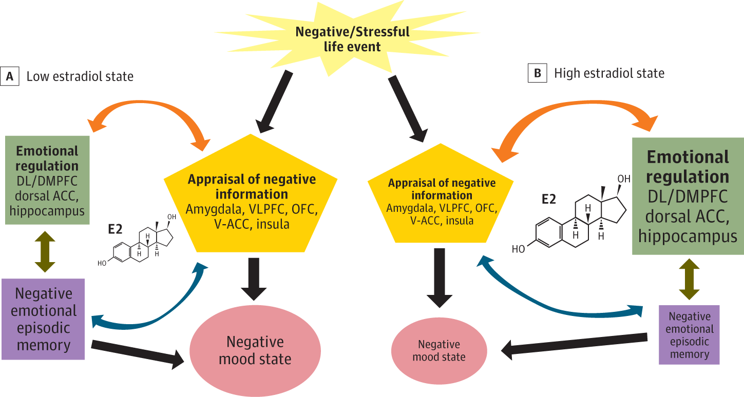 Estrogen, Stress, and Depression: A Neurocognitive Model
