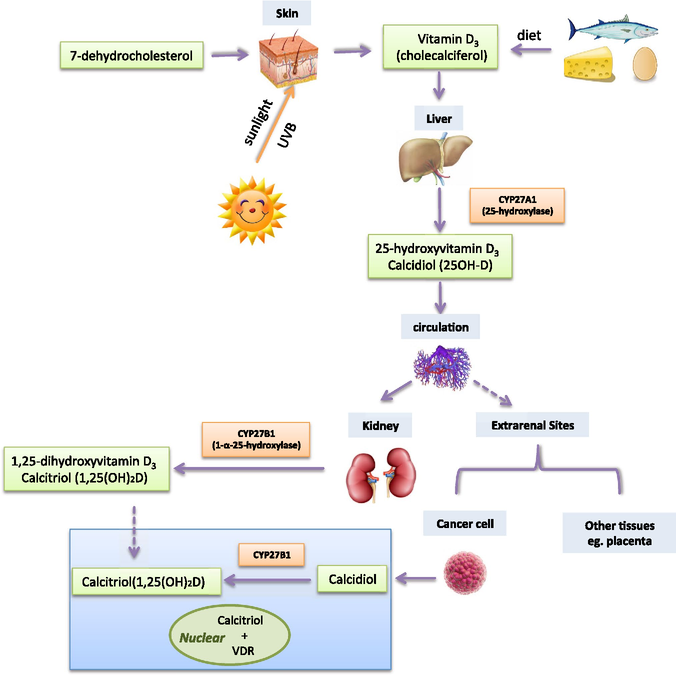 Figure 1 from Influence of vitamin D signaling on hormone receptor ...
