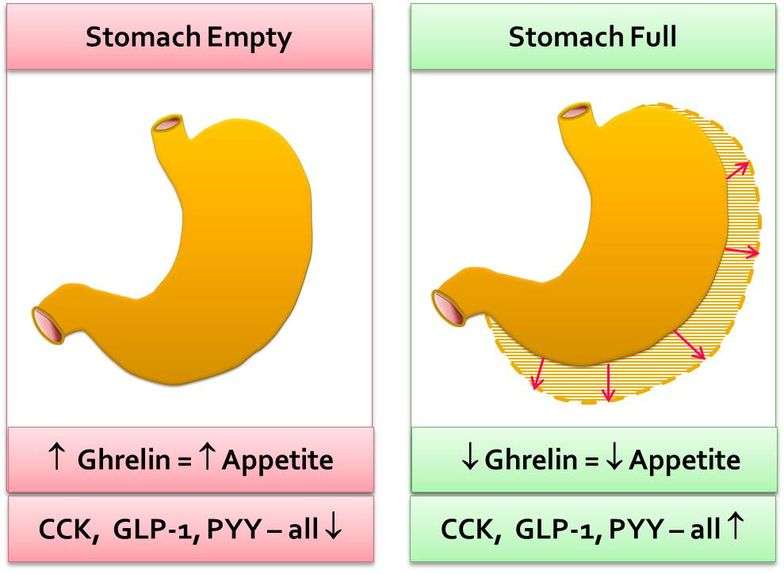 Ghrelin: The Good &  Bad + How to Increase/ Decrease Levels