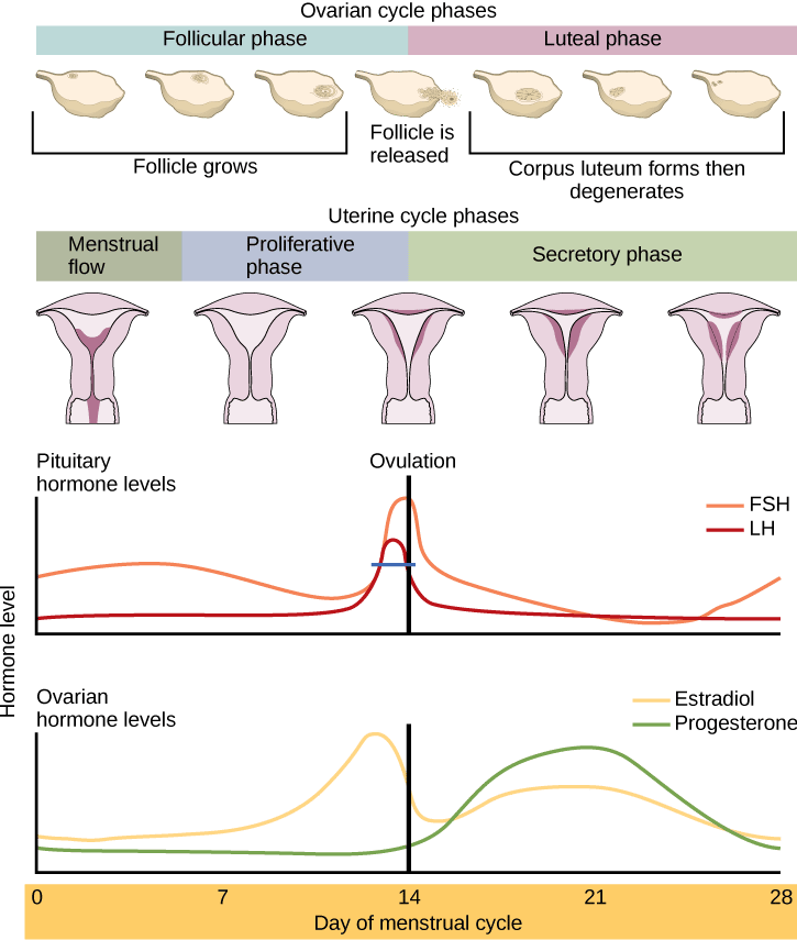 Hormonal imbalance of gonadotropins (LH and FSH)/Fertilitypedia