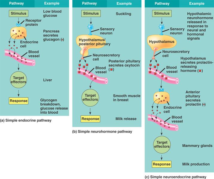 hormone control pathway