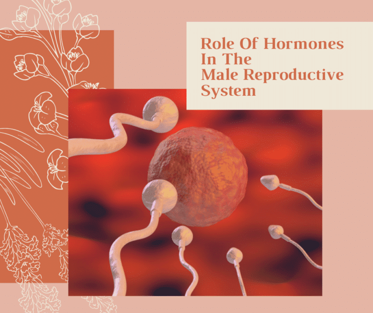 Hormones in Male reproductive System