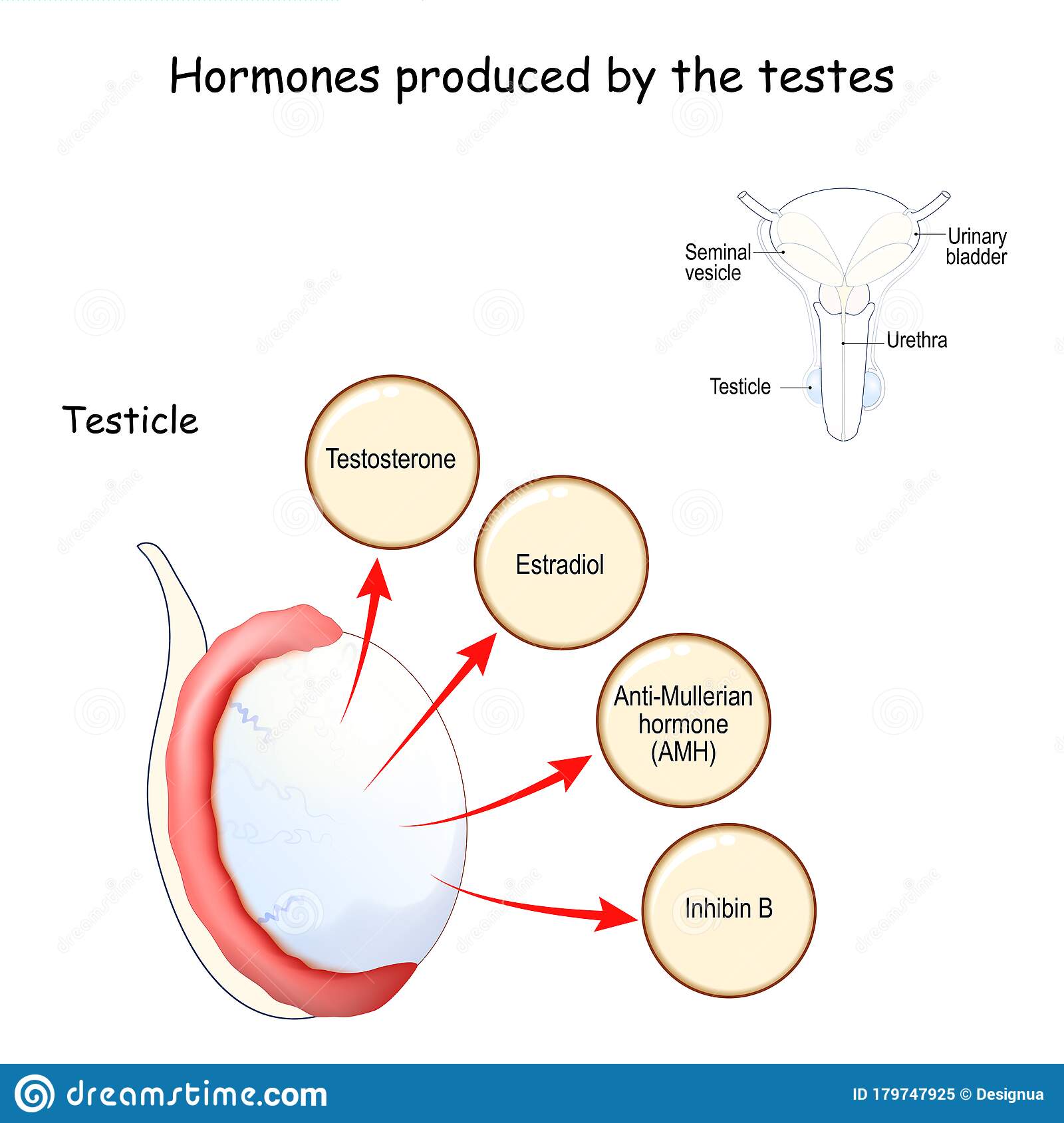 Hormones Produced by the Testes Testicle. Human Endocrine System Stock ...