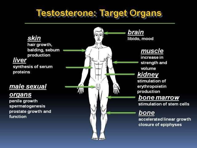 How Important Testosterone Is in Seduction