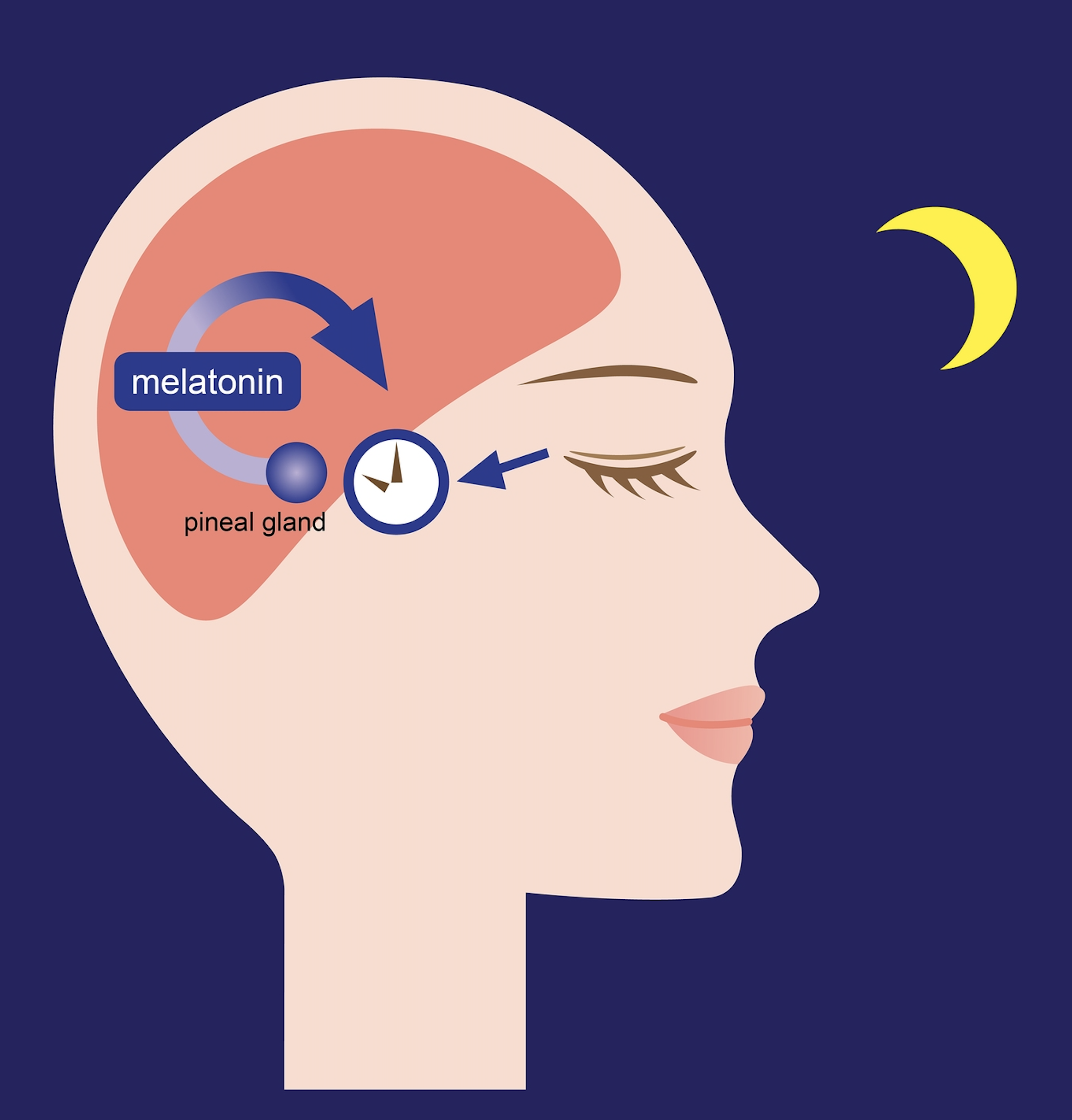 How Much Melatonin Can You Take Safely? The Natural Sleep ...