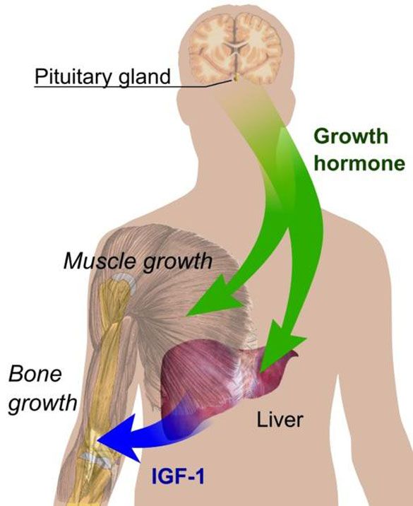 How to Increase Growth hormone for Women
