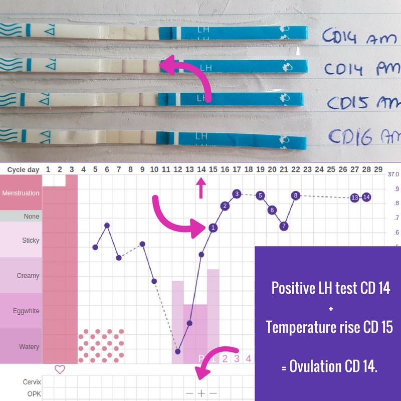 How to use cheap ovulation tests: LH strips