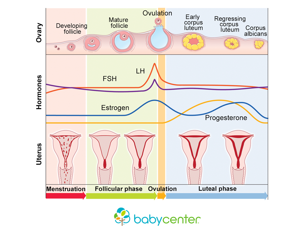 How your menstrual cycle works