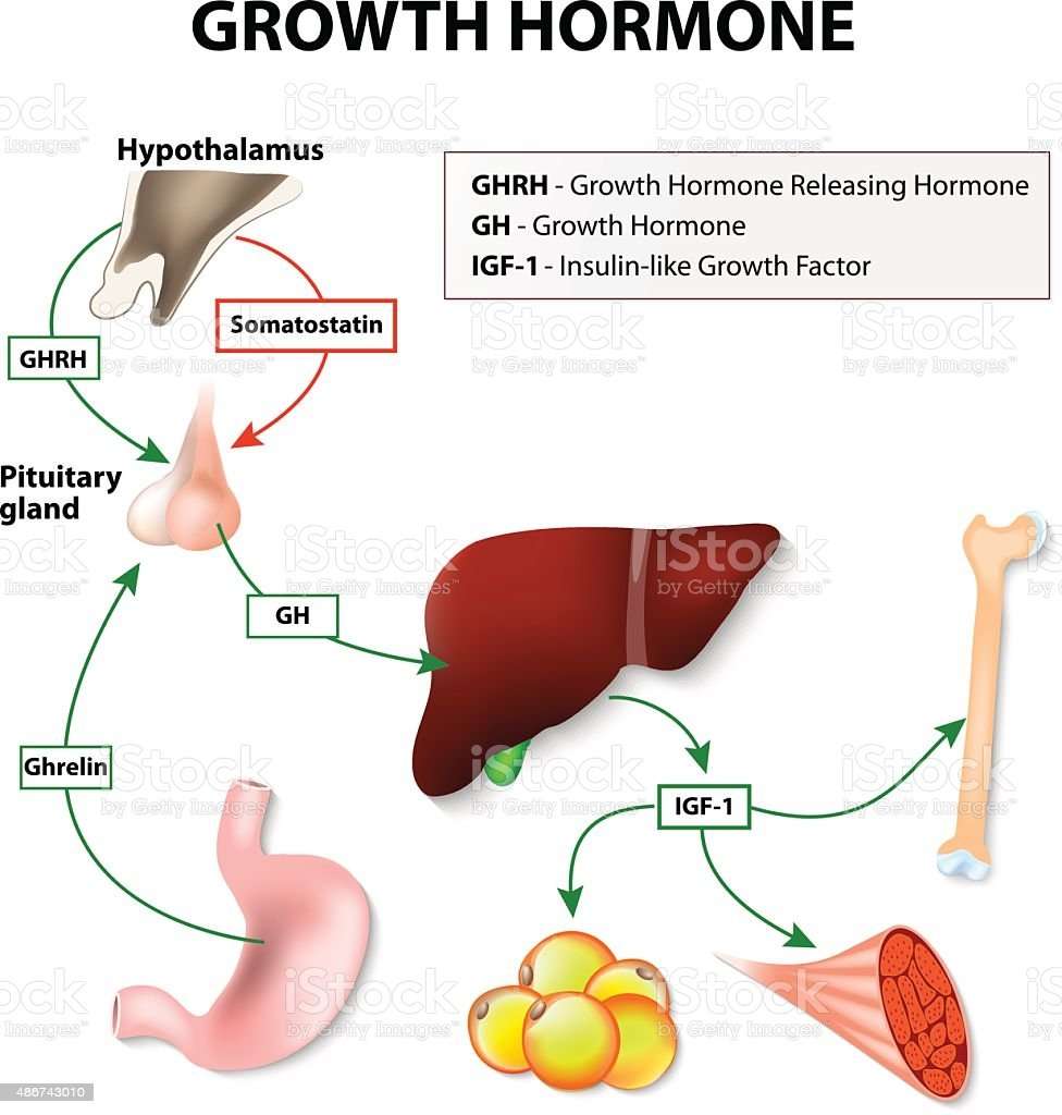 Human Growth Hormone Stock Illustration