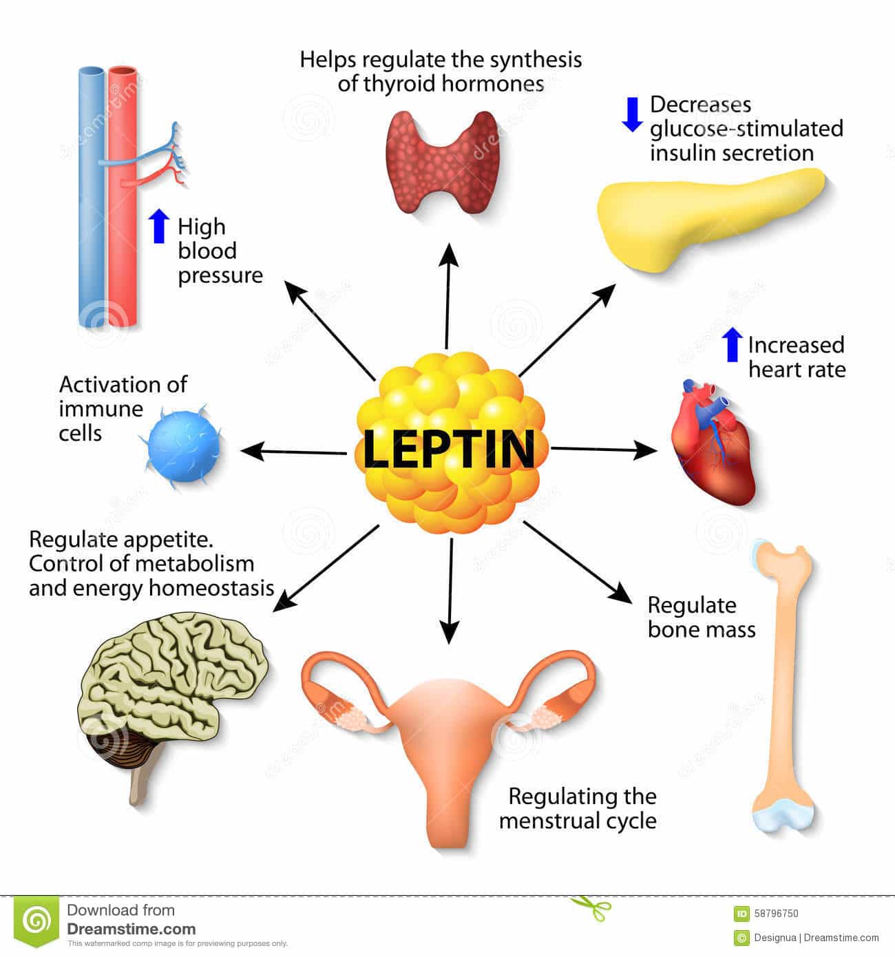 Leptin hormone effects stock vector. Illustration of endocrine