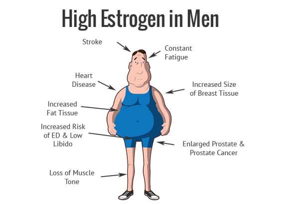 Lowering Estrogen in Men to Build Muscle