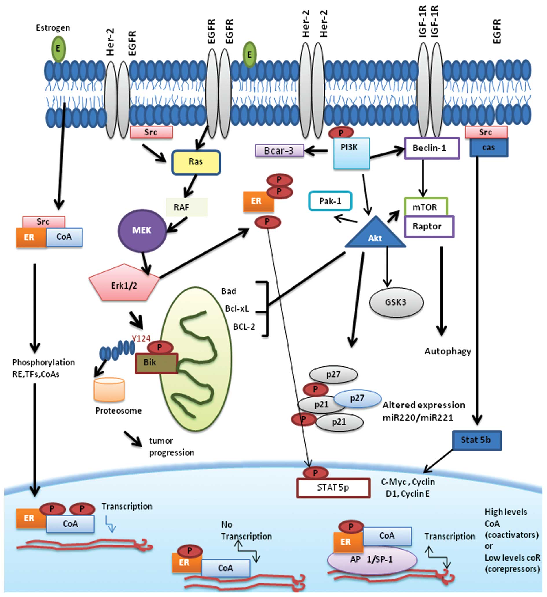 Mechanisms associated with resistance to tamoxifen in estrogen receptor ...