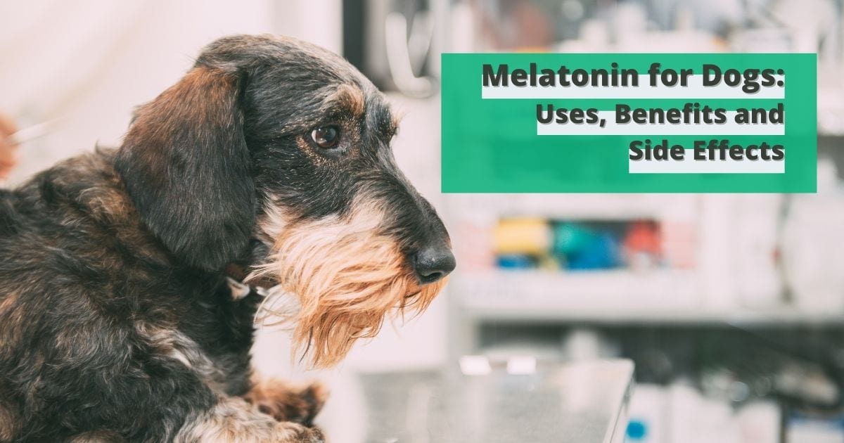 Melatonin for Dogs