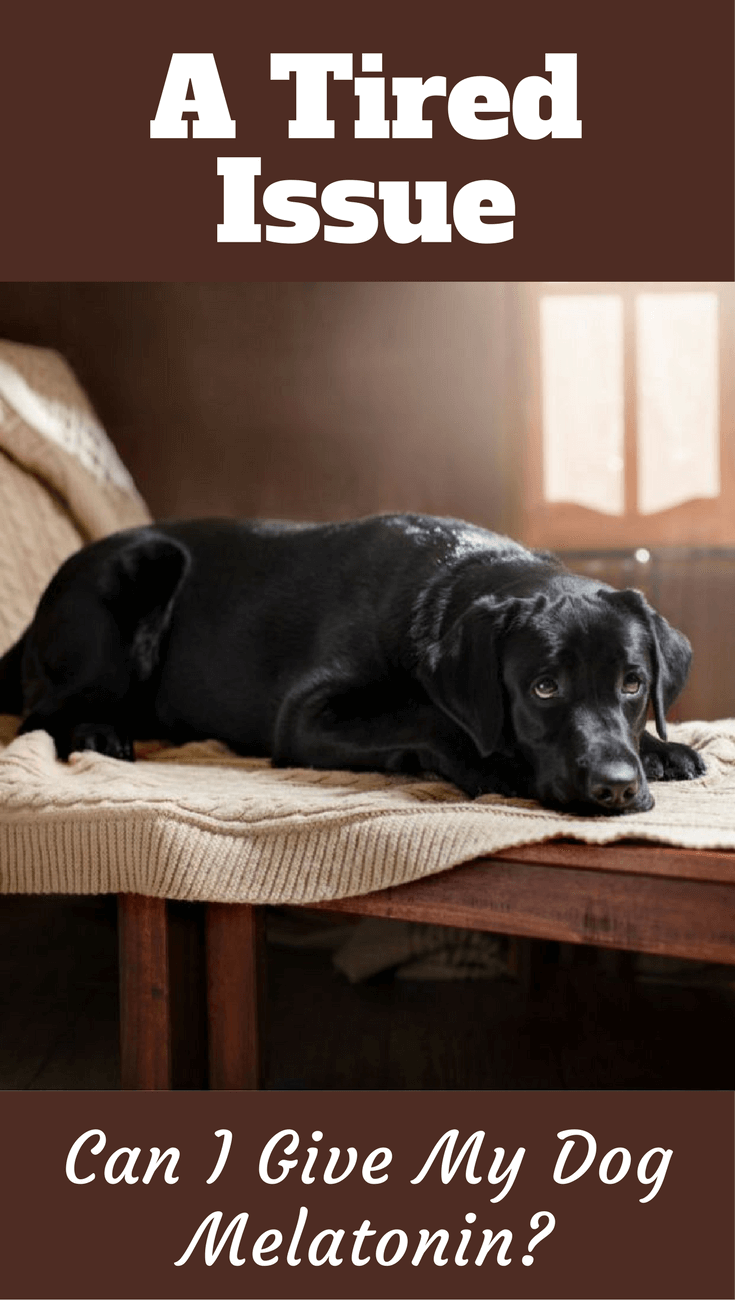Melatonin for Dogs: Is It Safe for Puppies? (Dosage, Risks ...