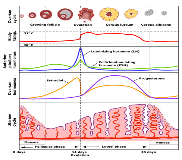 Menstrual cycle â An important process of Human Reproduction