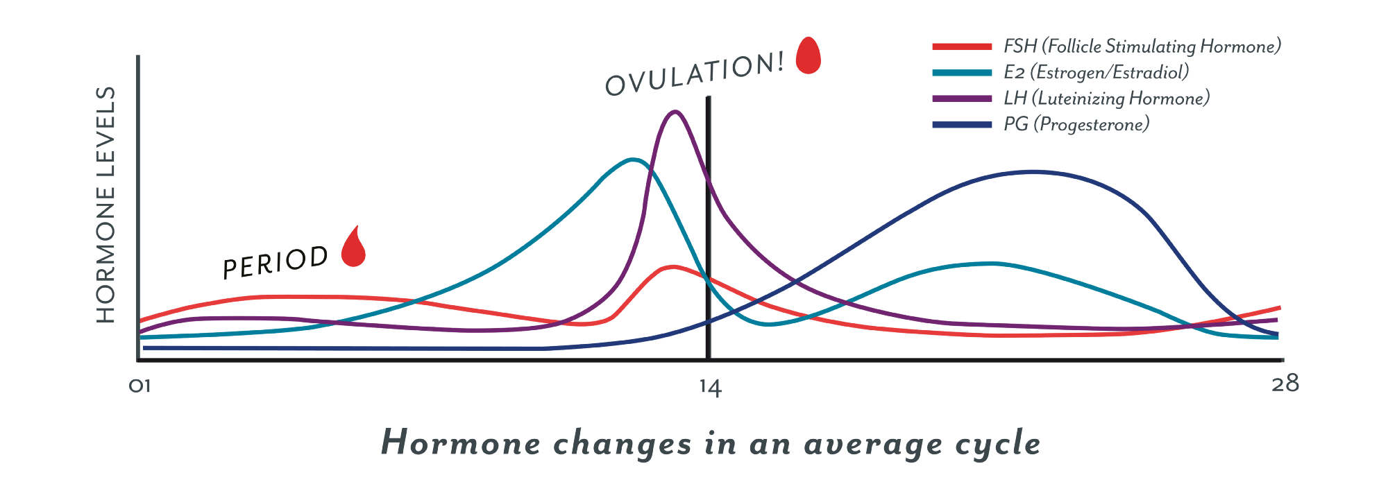 Ovulation 101: What is it &  how does it work?  Clued In ...