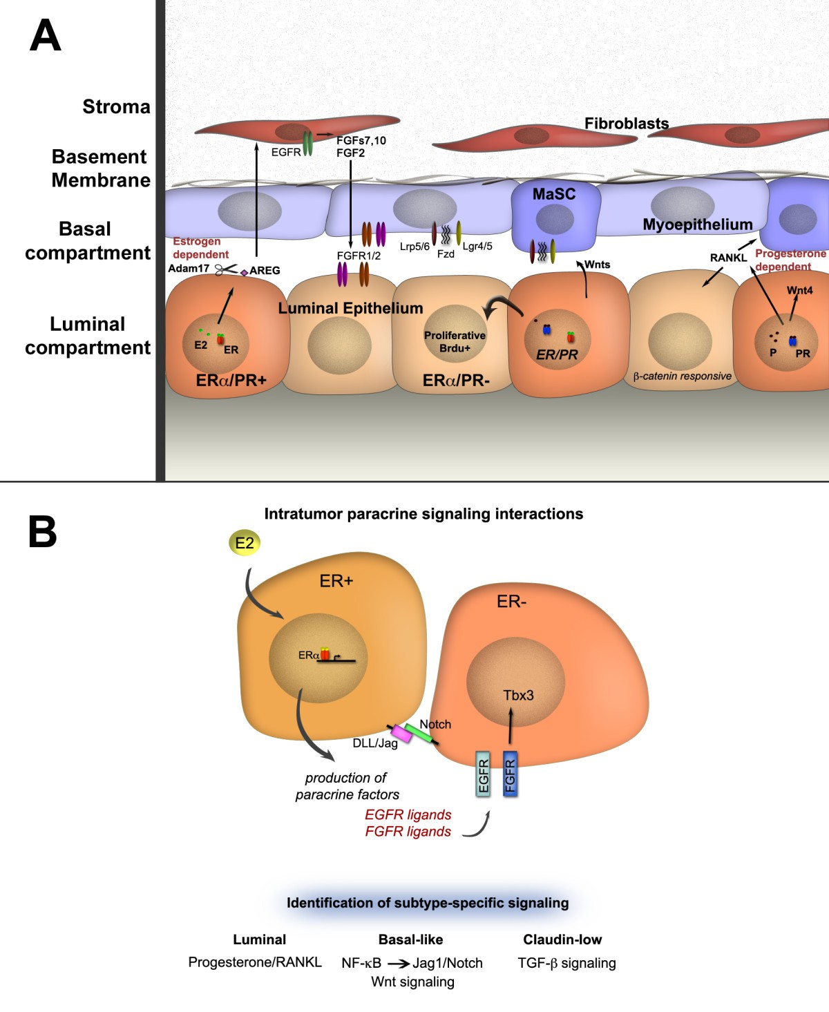 Paracrine signaling in mammary gland development: what can we learn ...