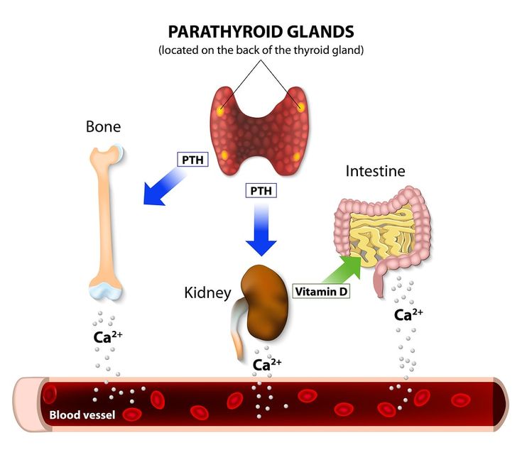 Parathyroid Hormone (PTH) Function: High &  Low Levels (With images ...