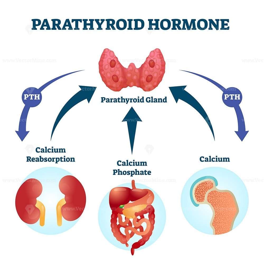 Parathyroid hormone PTH, parathormone or parathyrin vector ...