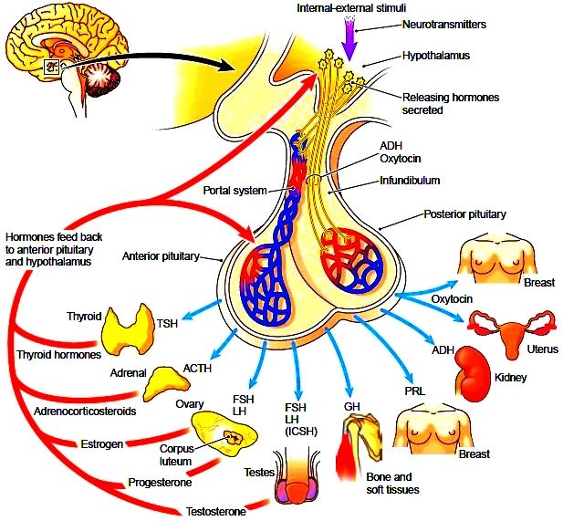Pituitary. Control of the Pituitary. Tumors of the Pituitary ...