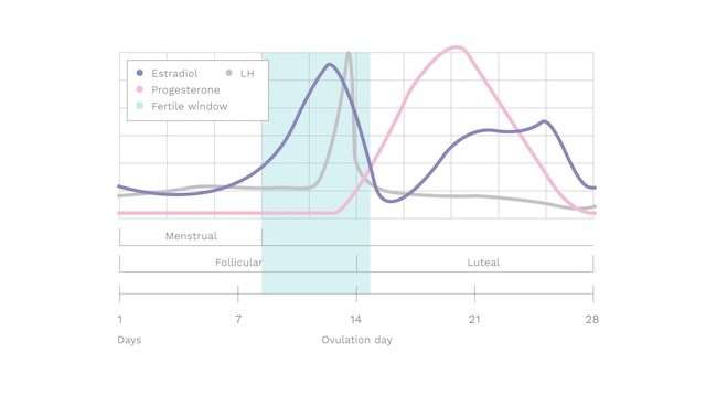 Progesterone Levels After Ovulation And During Pregnancy ...