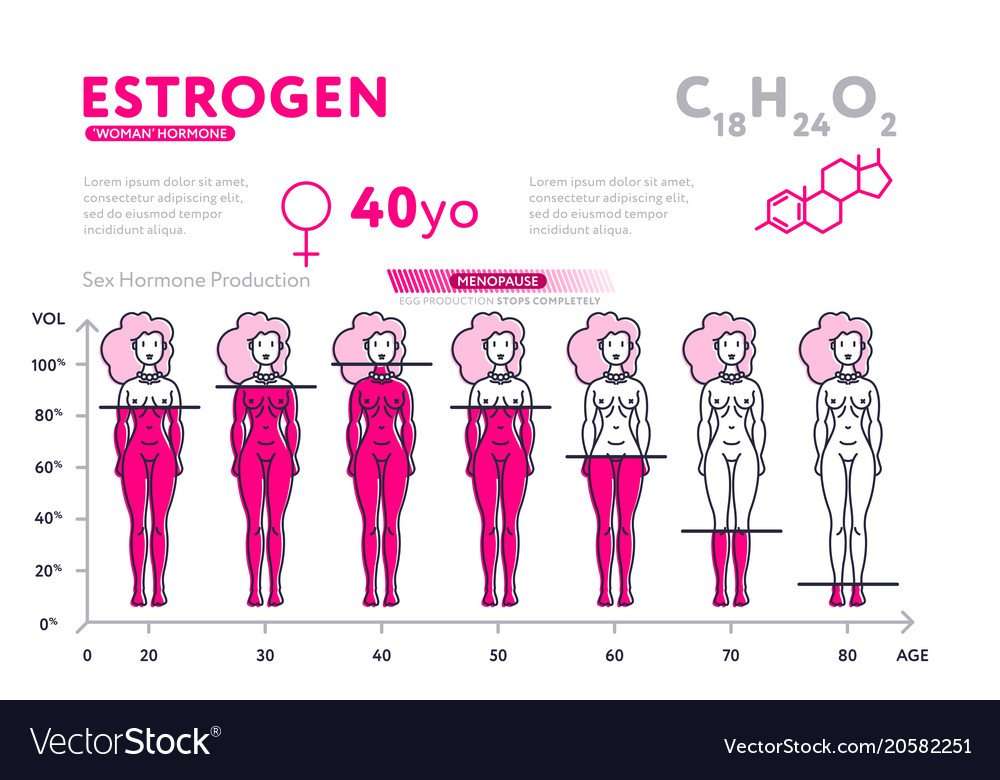 Representation of female hormone during lifetime Vector Image