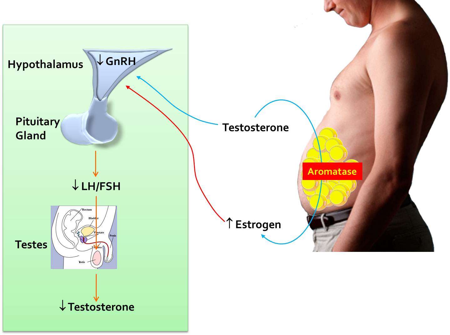 Testosterone. Causes, symptoms, treatment Testosterone