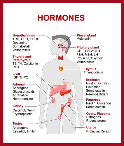 The Endocrine Systems Helps Control Hormone Balance