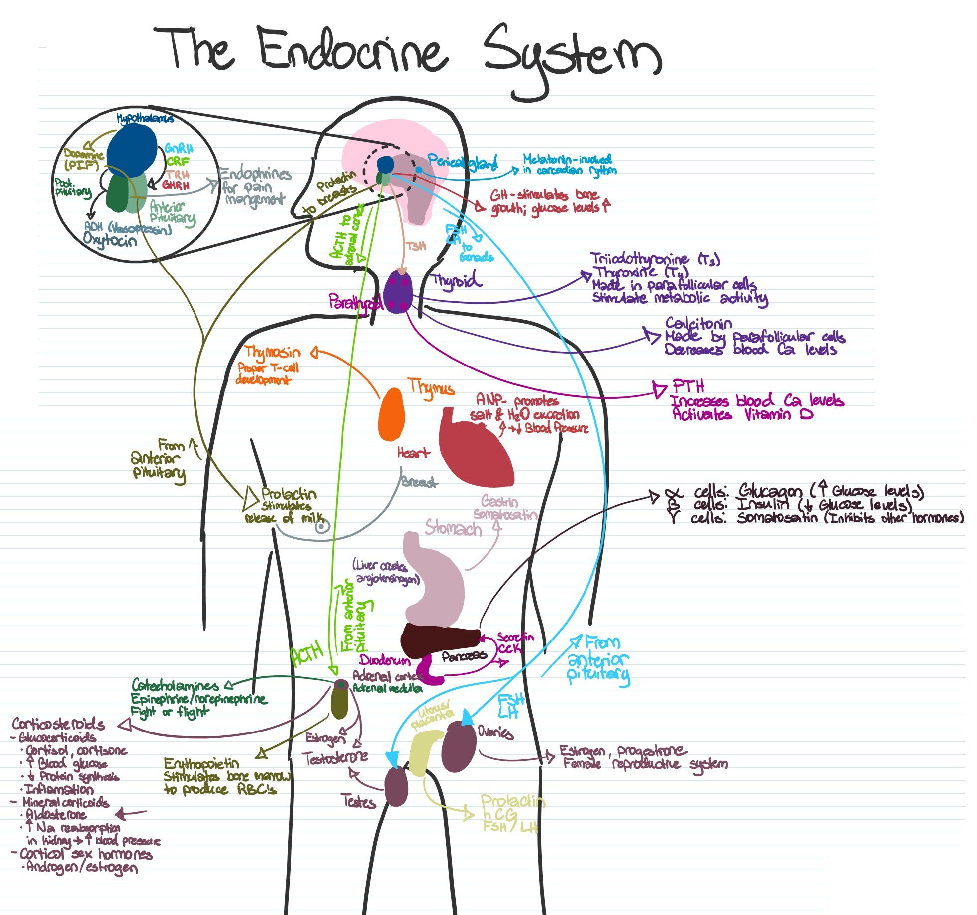 The most concise visual representation of the endocrine system (glands ...
