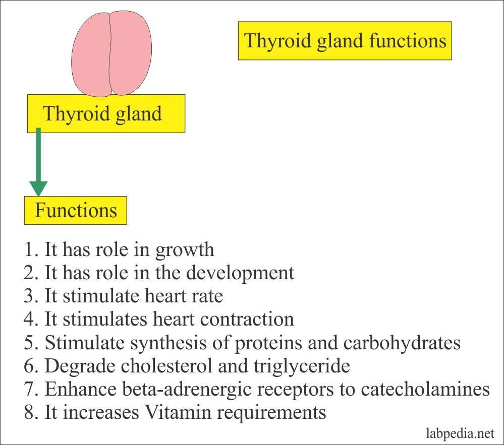 Thyroid â Part 2 â Thyroid stimulating hormone (TSH ...