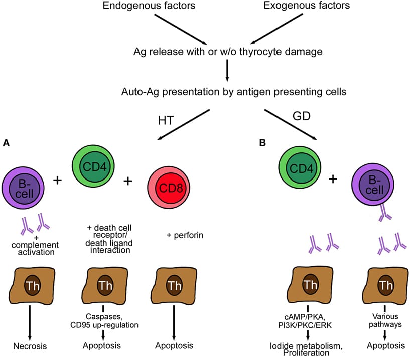 Thyroid Antibodies