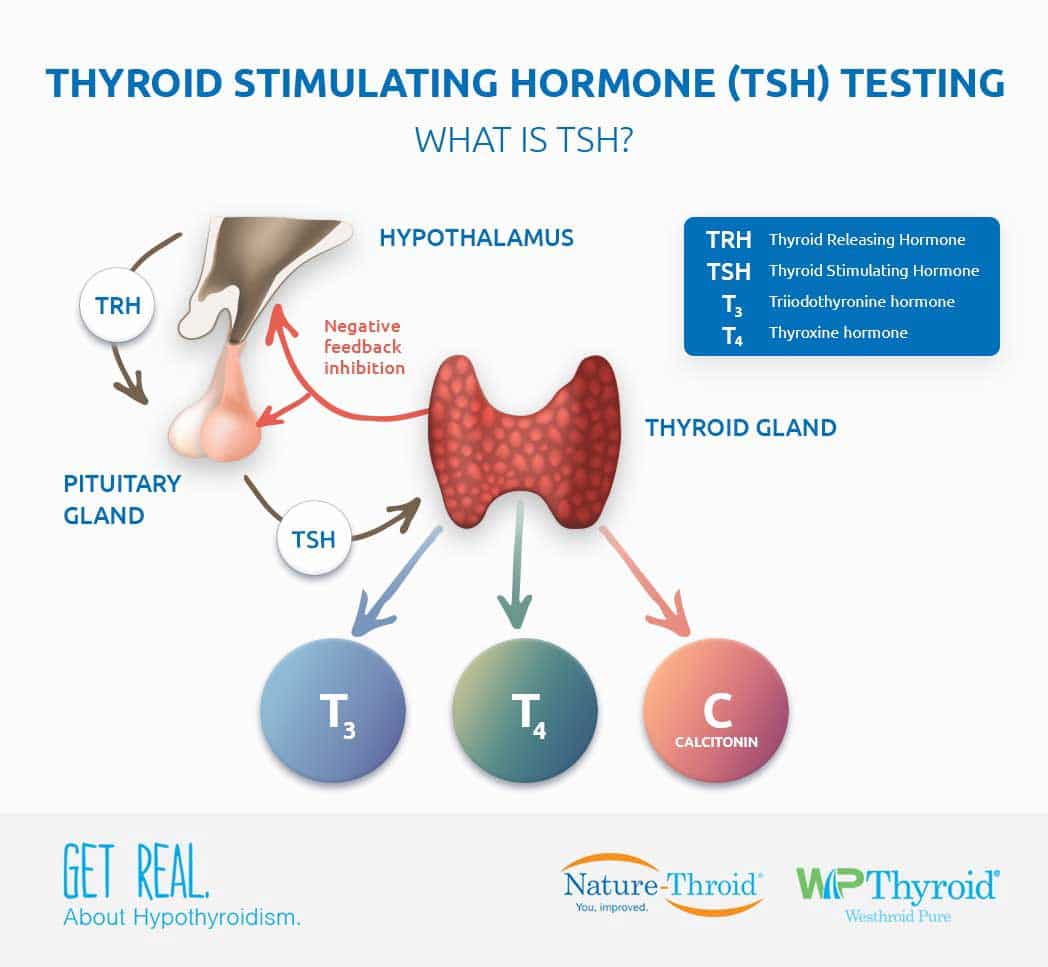 Thyroid Stimulating Hormone (TSH) Testing