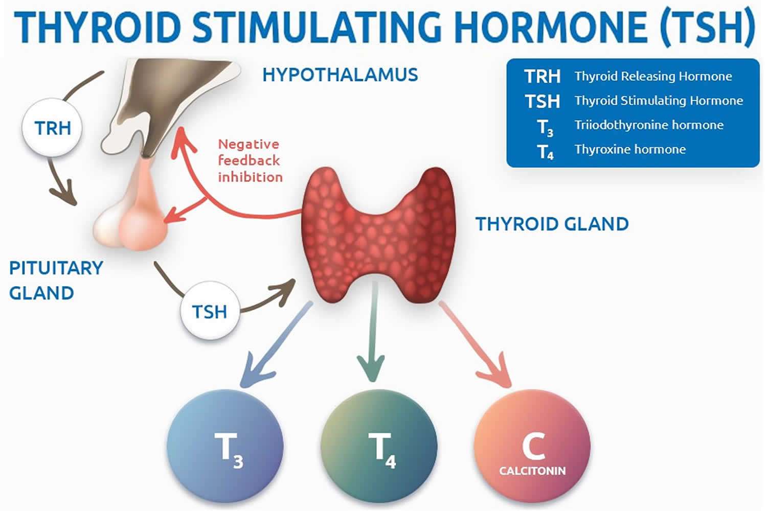 TSH or thyroid stimulating hormone test, TSH levels & TSH ...