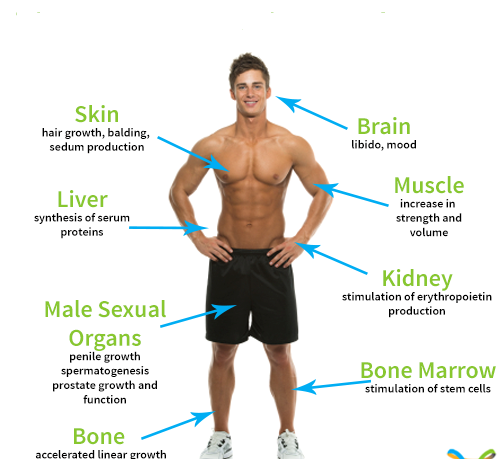 What does increased testosterone do to your body?