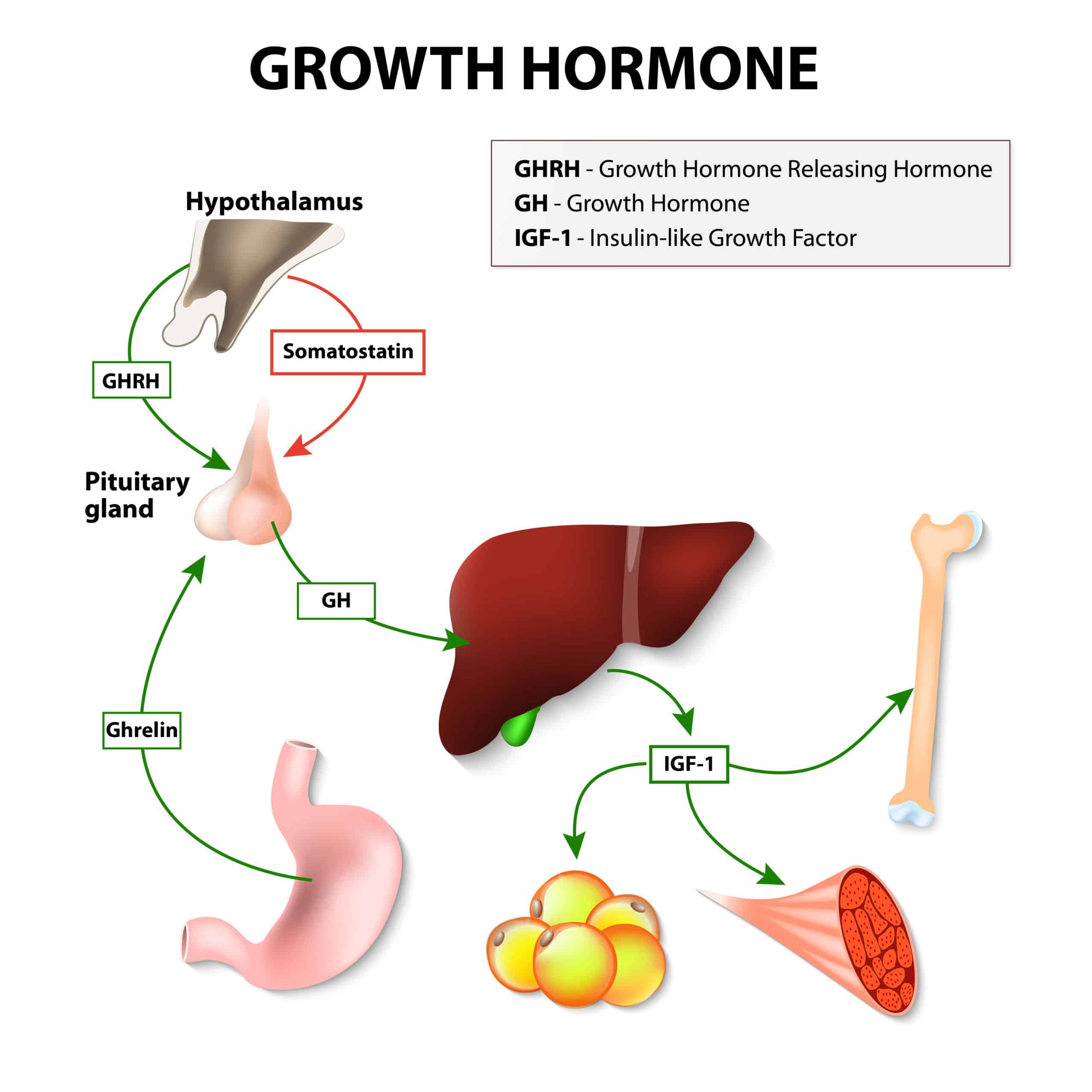 What Happens if You Stop Taking Growth Hormone?