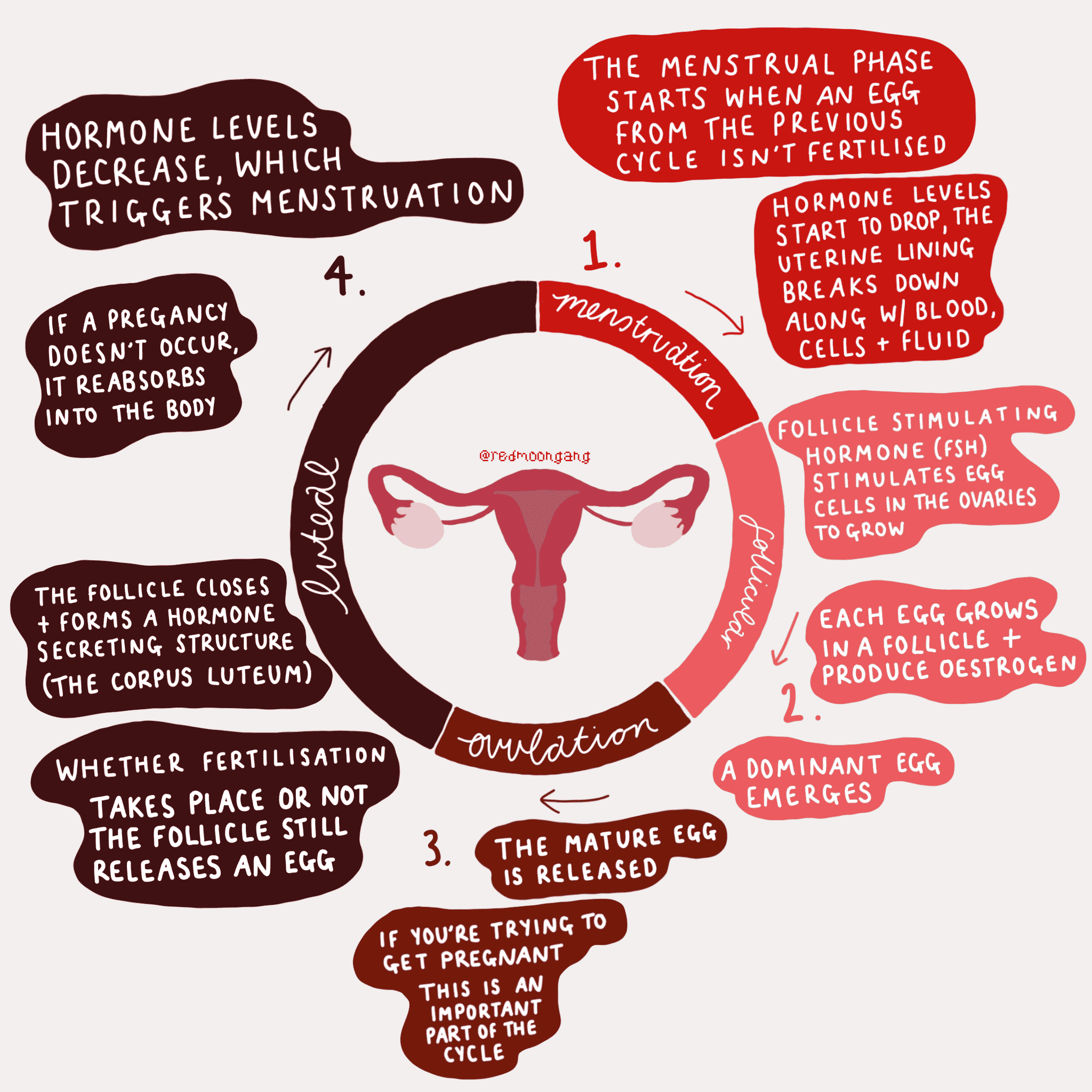 What is a menstrual cycle?