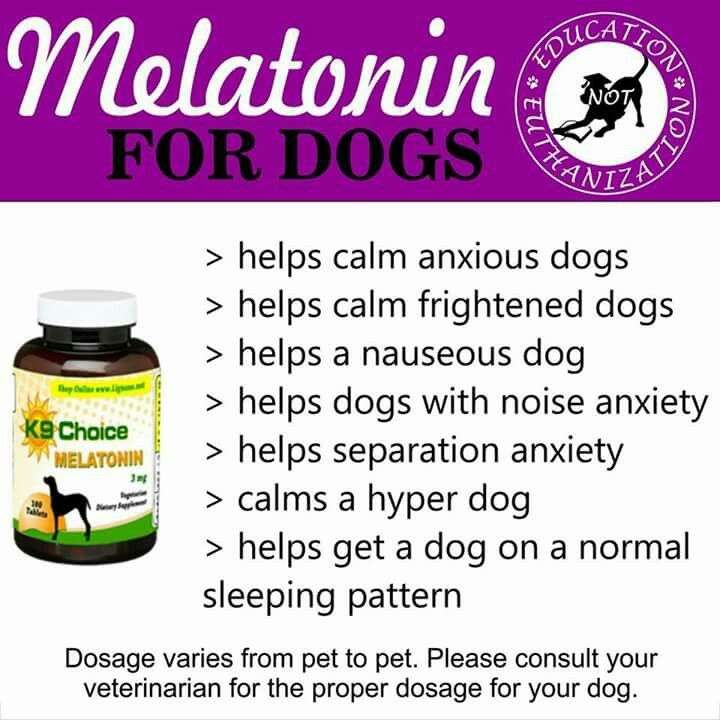 What Is A Safe Dose Of Melatonin For Dogs