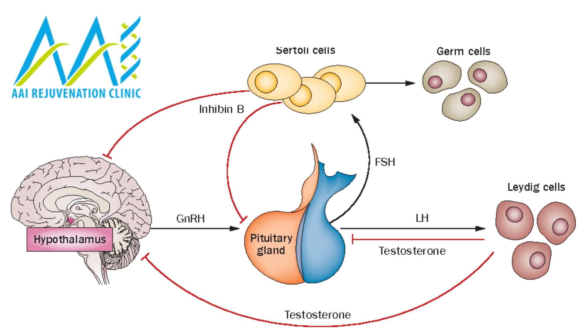 What is Follicle Stimulating Hormone (FSH)?