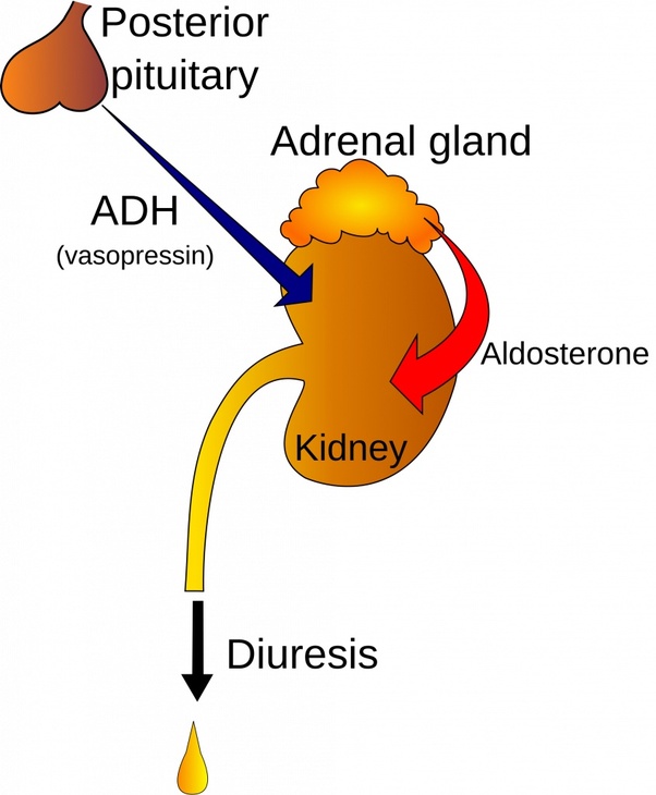 What is the effect of ADH on blood pressure?